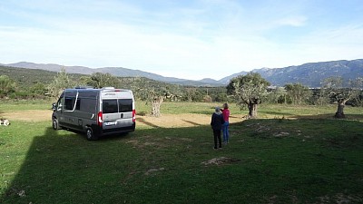 Au Mas Bosqueros, 4 oliviers qui ont environ 500 ans