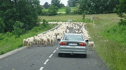 Un défilé de moutons