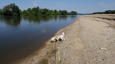 Samy au bord de la Loire