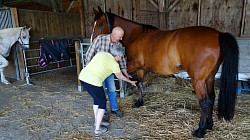 Un cheval donne la patte à Francine !