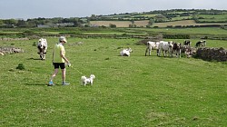 Samy découvre Mesdames les Vaches