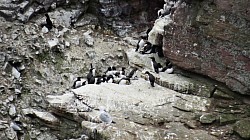 Les pingouins du cap Frehel